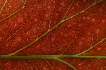 red leaf macro