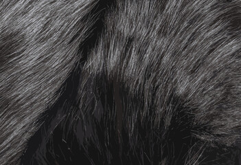Realistic vector illustration of a background of natural fur with a long pile. Black fox fur texture, high pile.
