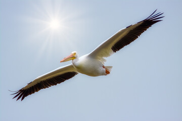 Fototapeta na wymiar American White Pelican (Pelecanus erythrorhynchos) flying with sun rays Ding darling national wildlife refuge, Florida