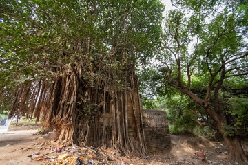 A large banyan tree over the ruins of an old dilapidated building in the town of Diu.