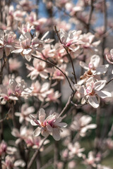 Blooming magnolia in spring against pastel bokeh blue sky and pink background, wide composition.