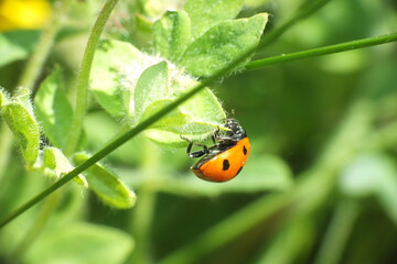 macro ladybird hanging off plant leaf © Allison