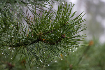 Raindrops on a pine branch. Beautiful pine branch with wet needles. Green wet pine.