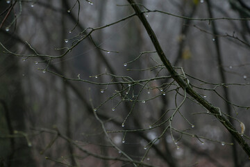 Drops of water on thin branches. Raindrops on tree branches. Dew drops on the branches of trees. Wet weather, dew drops, rain drops.