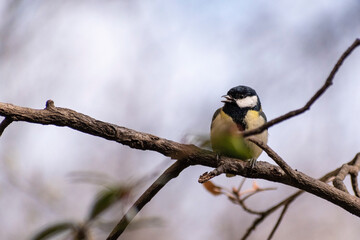 Parus major