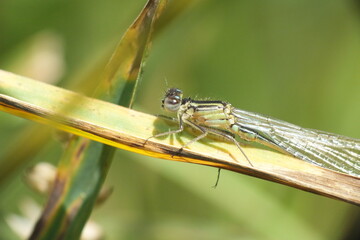 Macro image of a dragonfly, damselfly sitting on a leaf