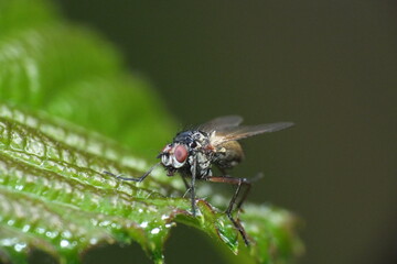 macro image of insect fly sitting on a leaf