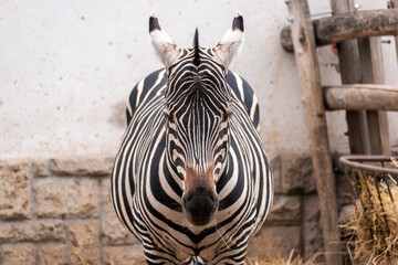 zebra close up