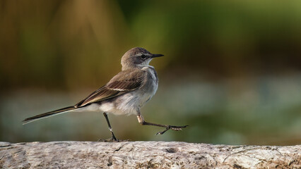 cape wagtail