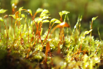 macro moss forest