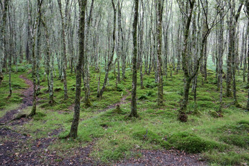 Glendalough -  County Wicklow - Republic of Ireland