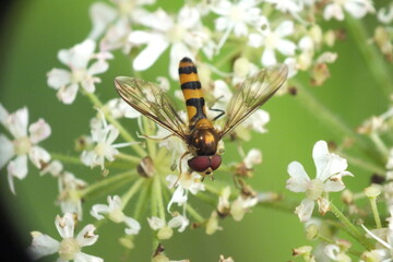Fototapeta na wymiar Hover fly collecting pollen from white flower