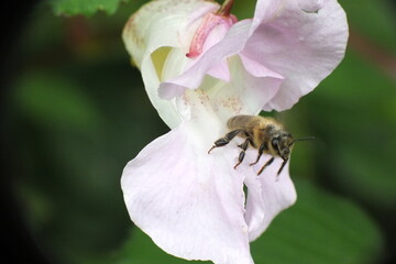 Honey Bee leaving flower after collecting pollen