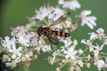 Hover fly on flowers