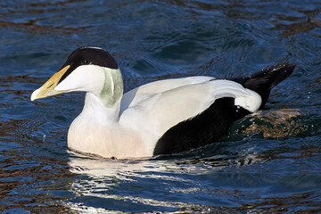 Eider Duck