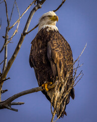 Perched bald eagle with blue sky