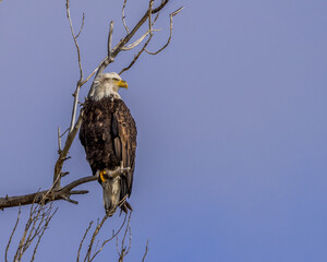 Perched bald eagle with blue sky