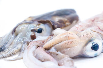 cuttlefish and squid isolated on white background
