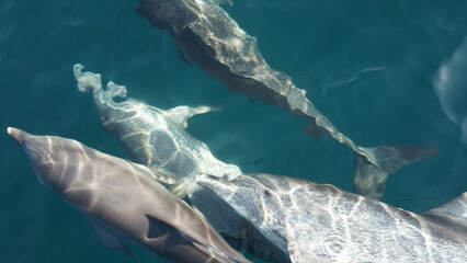 Pantropical spotted dolphin © rodrigo
