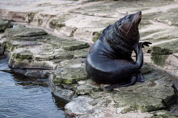 South American sea lion found in Hellabrunn, Zoo Munich, Germany