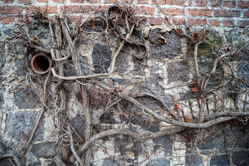 A beautiful natural background of plant climbing vine growing on wall in autumn season