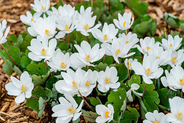Sanguinaria canadensis, know as bloodroot, is a perennial, herbaceous flowering plant grown in the home garden but a plant that is native to eastern North America. - 557255707
