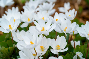 Sanguinaria canadensis, know as bloodroot, is a perennial, herbaceous flowering plant grown in the home garden but a plant that is native to eastern North America. - 557255709