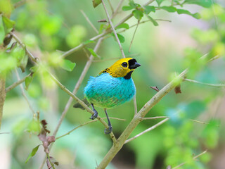 Gilt-edged Tanager- Tangara cyanoventris -  saíra-douradinha 
