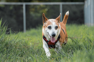 Senior orange and white dog walking in a park on a sunny afternoon