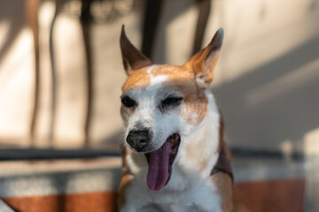 Funny senior orange and white dog yawning on a sunny afternoon