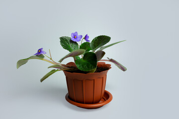 flower in a pot