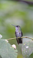 Female green-crowned brilliant (Heliodoxa jacula) perched on a branch in Mindo, Ecuador