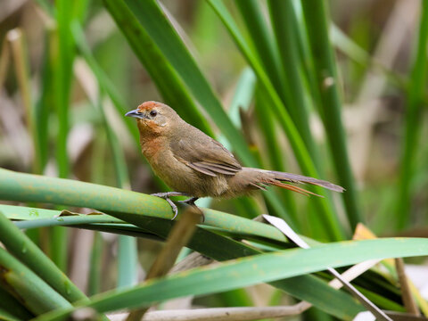 Orange-breasted Thornbird- Phacellodomus ferrugineigula-  joão-botina-do-brejo 