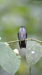 Female green-crowned brilliant (Heliodoxa jacula) perched on a branch in Mindo, Ecuador
