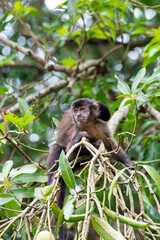 Monkey, capuchin monkey in a woods in Brazil among trees in natural light, selective focus.