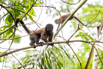Monkey, capuchin monkey in a woods in Brazil among trees in natural light, selective focus.