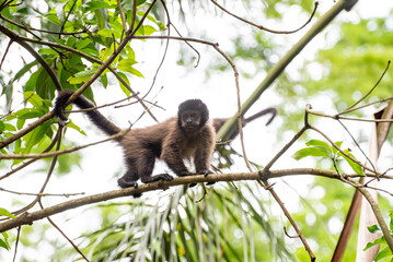 Monkey, capuchin monkey in a woods in Brazil among trees in natural light, selective focus.
