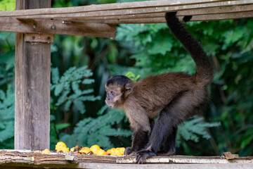 Monkey, capuchin monkey in a rural area in Brazil feeding on fruits, natural light, selective focus.