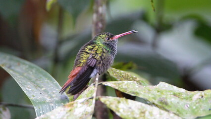 Rufous-tailed hummingbird (Amazilia Tzatcl) perched on a leaf in Mindo, Ecuador
