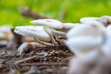 Mushrooms, beautiful colony of mushrooms in any garden in Brazil, natural light. Selective focus.