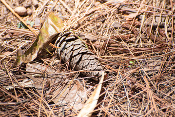 Pine cone, a dry pine cone lying on the ground, natural light, selective focus.