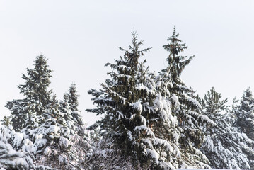 Winter photography, Branches of conifer tree covered with heavy snow, tree tops in the background