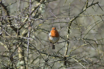British Robin