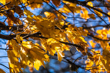 The sunlight passing through autumn leaves against a blue sky and bokeh trees.