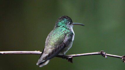 Female green-crowned brilliant (Heliodoxa jacula) perched on a branch in Mindo, Ecuador
