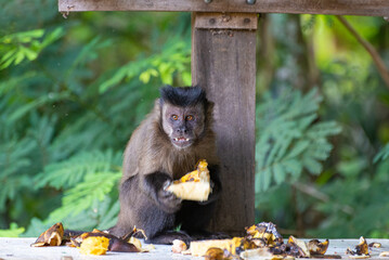 Monkey, capuchin monkey in a rural area in Brazil feeding on fruits, natural light, selective focus.