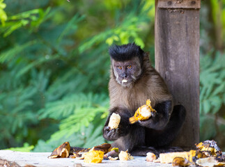 Monkey, capuchin monkey in a rural area in Brazil feeding on fruits, natural light, selective focus.