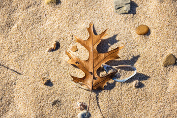 Close up of fallen oak leaves on a sandy beach with sea shells in a late afternoon sun.