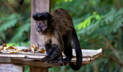 Monkey, capuchin monkey in a rural area in Brazil feeding on fruits, natural light, selective focus.