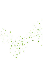 Olive Foliage Forest Vector White Background
